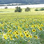 別荘 Einladendes, Freistehendes In *