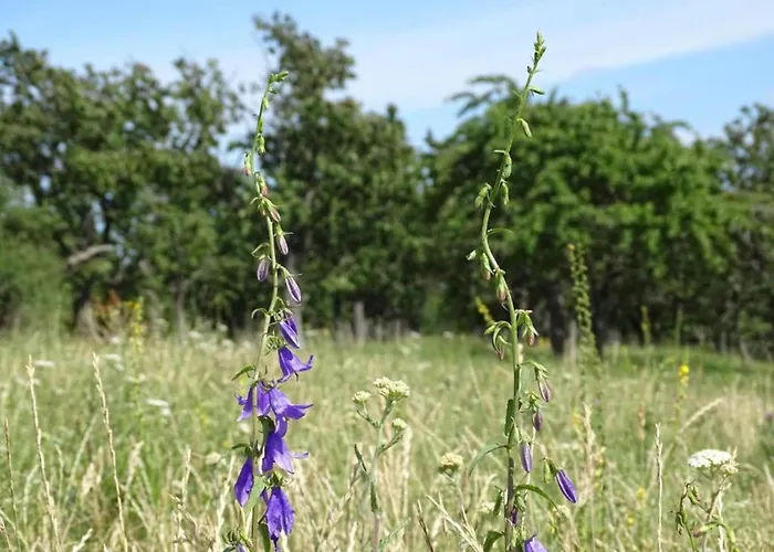 Semesterbostad Einladendes, Freistehendes In